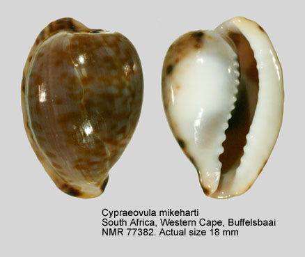 Cypraeovula mikeharti (2).jpg - Cypraeovula mikehartiLorenz,1985